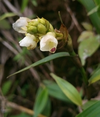Elleanthus petrogeiton