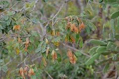 Lonchocarpus rugosus