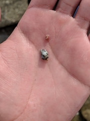 Acanthinucella punctulata
