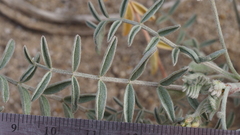 Astragalus aridus