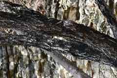 Lysiloma auritum