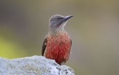 Ground Woodpecker photo 2