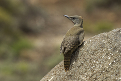 Ground Woodpecker photo 3