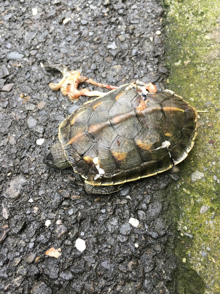 Common thread turtle from 臺灣島, 東區, CYI, TW on August 3, 2023 at 07:27 ...