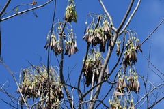 Gyrocarpus mocinoi