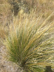 Chionochloa macra