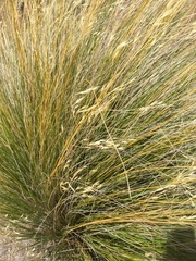 Chionochloa macra