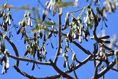 Gyrocarpus mocinoi