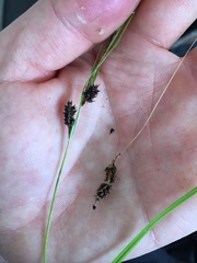 Carex solandri