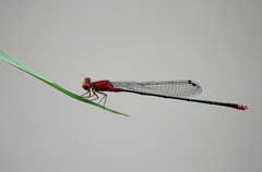Pseudagrion pilidorsum declaratum