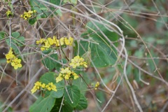 Stigmaphyllon selerianum