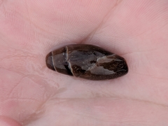 Atrimitra idae