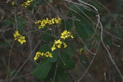 Stigmaphyllon selerianum