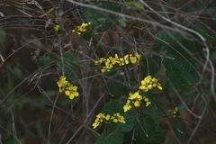 Stigmaphyllon selerianum