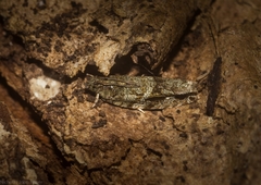 Metrioglypha phyllodes