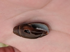 Atrimitra idae