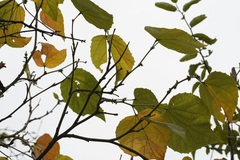 Robinsonella pilosissima