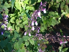 Salvia plurispicata