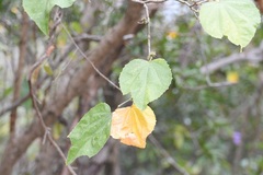 Robinsonella pilosissima