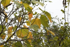 Robinsonella pilosissima