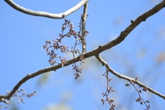 Cedrela salvadorensis