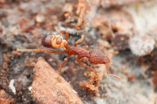 Strumigenys rostrataeformisStrumigenys rostrataeformis