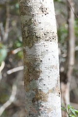 Cedrela salvadorensis