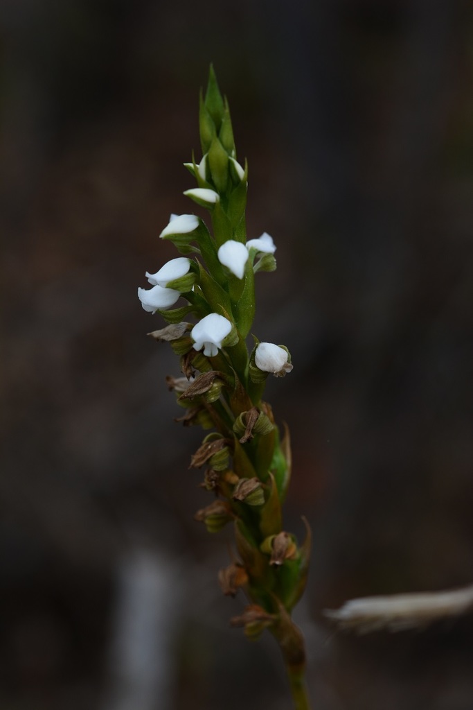 Aulosepalum hemichrea