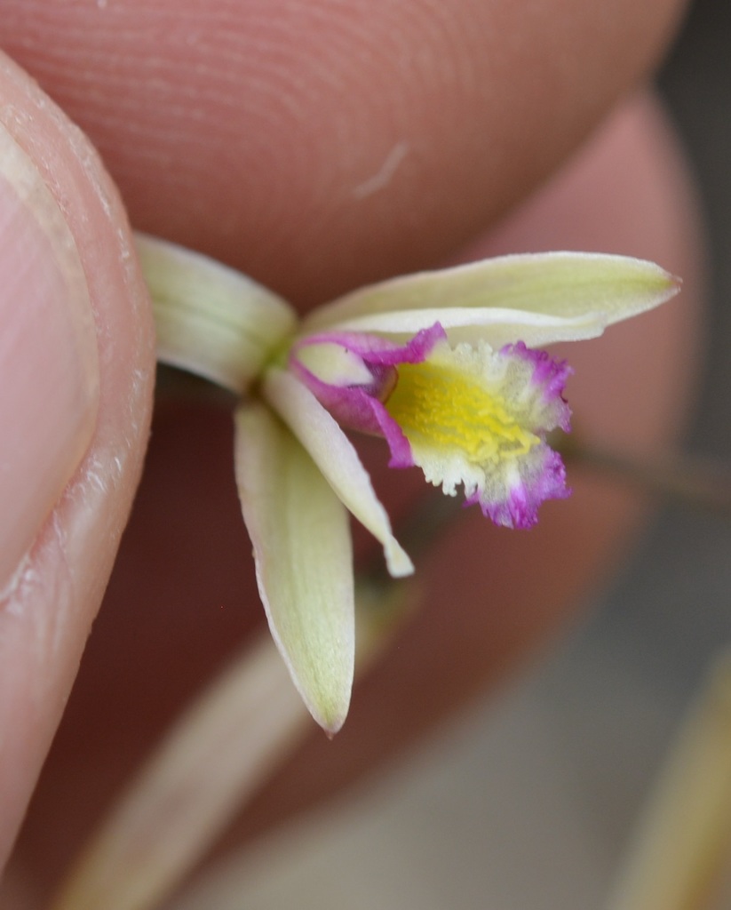 Bletia parkinsonii