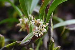 Maxillaria densa
