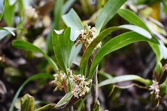 Maxillaria densa