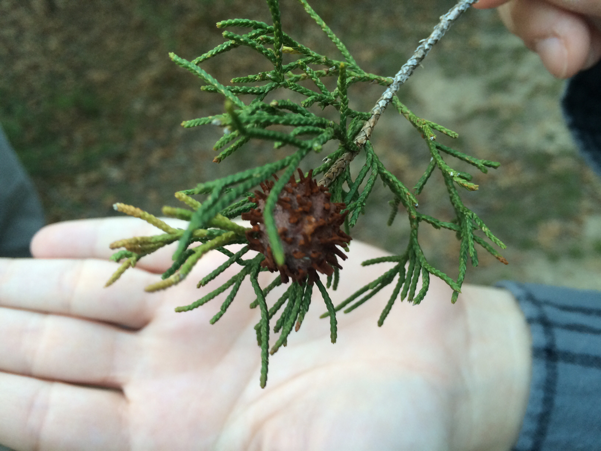 Gymnosporangium juniperi-virginianae image