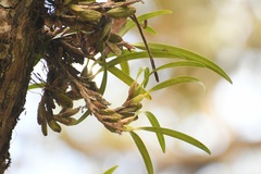 Maxillaria hagsateriana