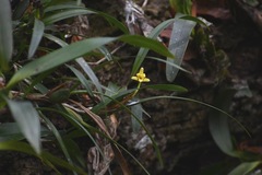 Maxillaria variabilis