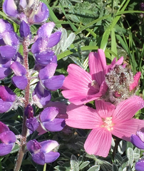 Sidalcea malviflora malviflora