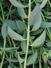 Euphorbia schizoloba