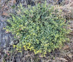 Euphorbia schizoloba