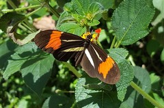 Heliconius besckei