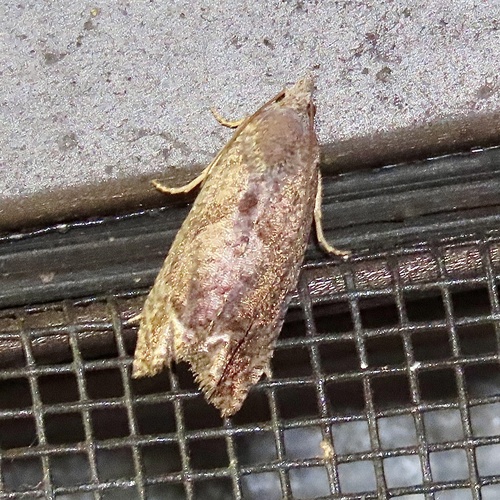 smoky prairie-dock borer