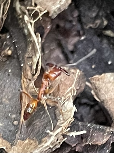 费氏大齿猛蚁Odontomachus ferminae