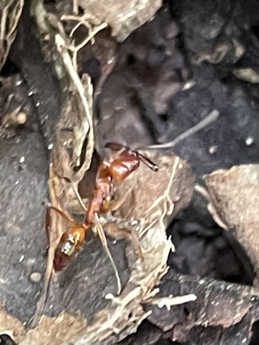 Odontomachus ferminae