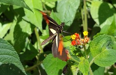 Heliconius besckei
