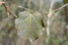 Coccoloba acapulcensis