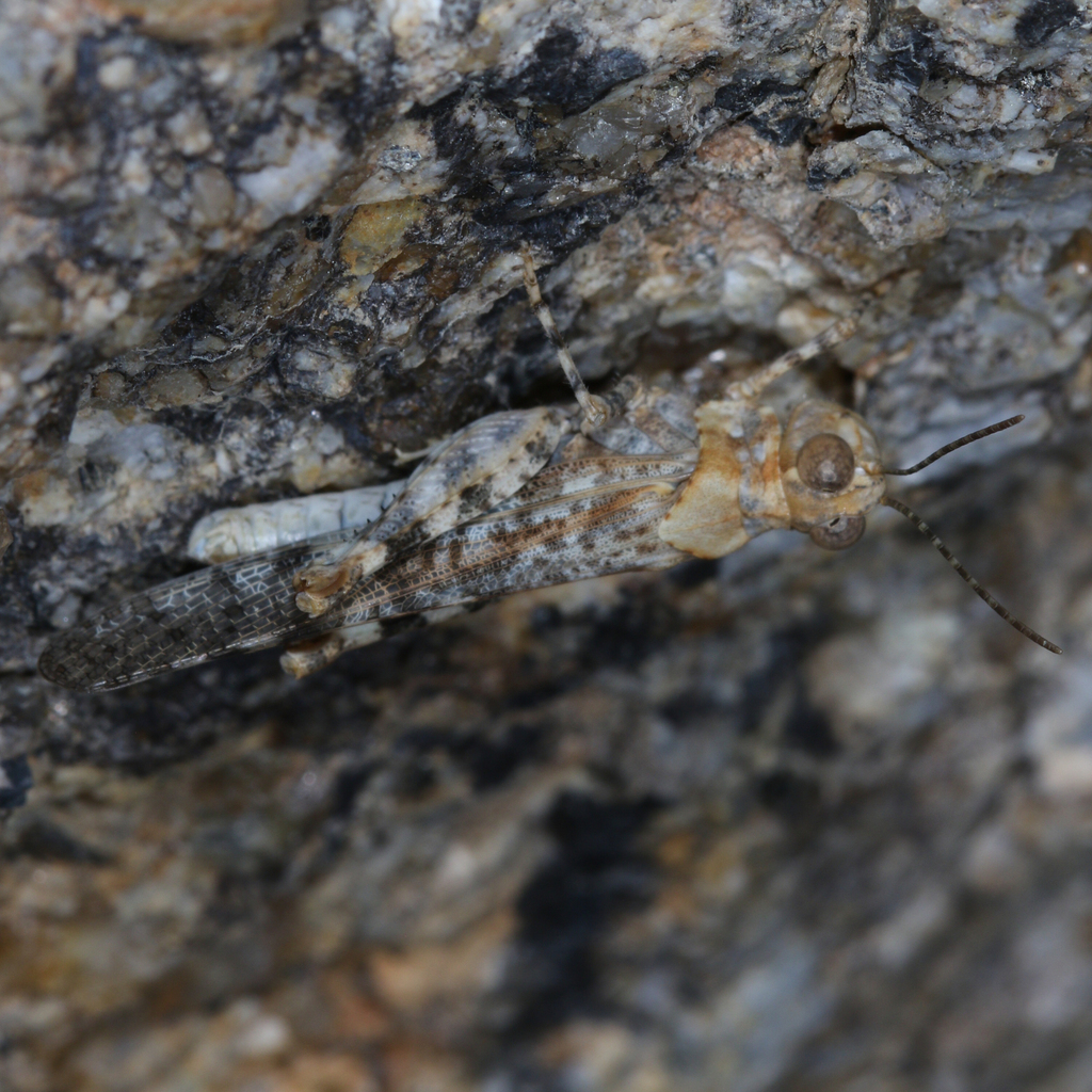 Inyo Grasshopper