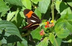 Heliconius besckei