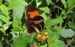 Heliconius besckei