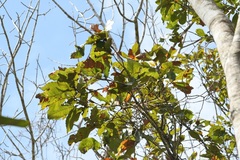Quercus purulhana