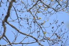 Colubrina arborescens