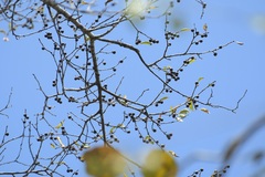 Colubrina arborescens