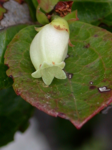 Vaccinium rapae observed 2002-04-05